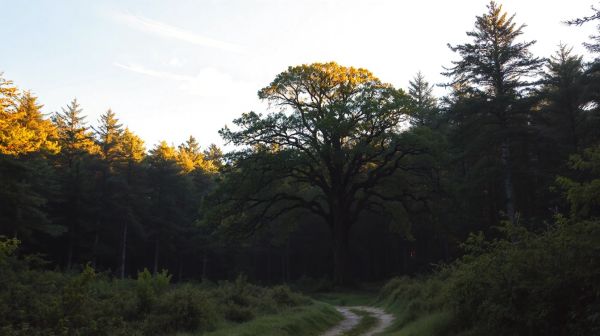 Top tree surgeons in Aberdeen: Choose expert services now